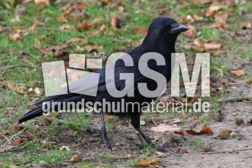 Rabe-23-10-09 019.jpg